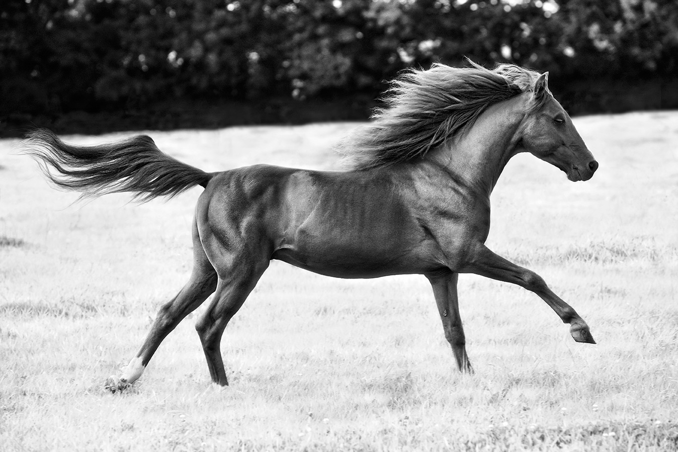 Chestnut-stallion-galloping-in-Devon-FLAT