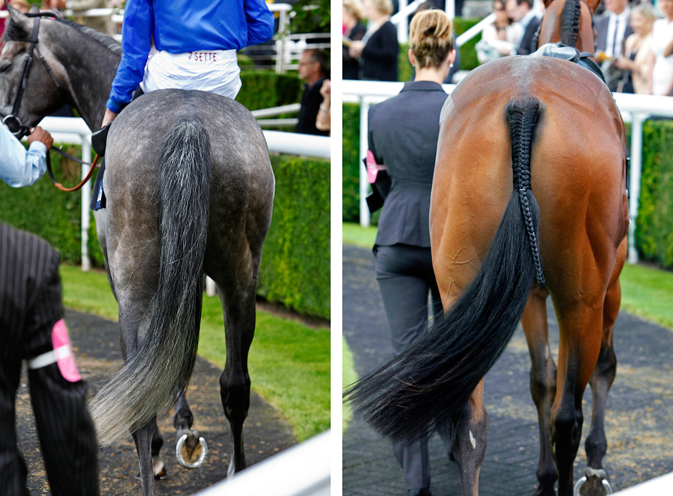 Goodwood-Race-Horse-Tails