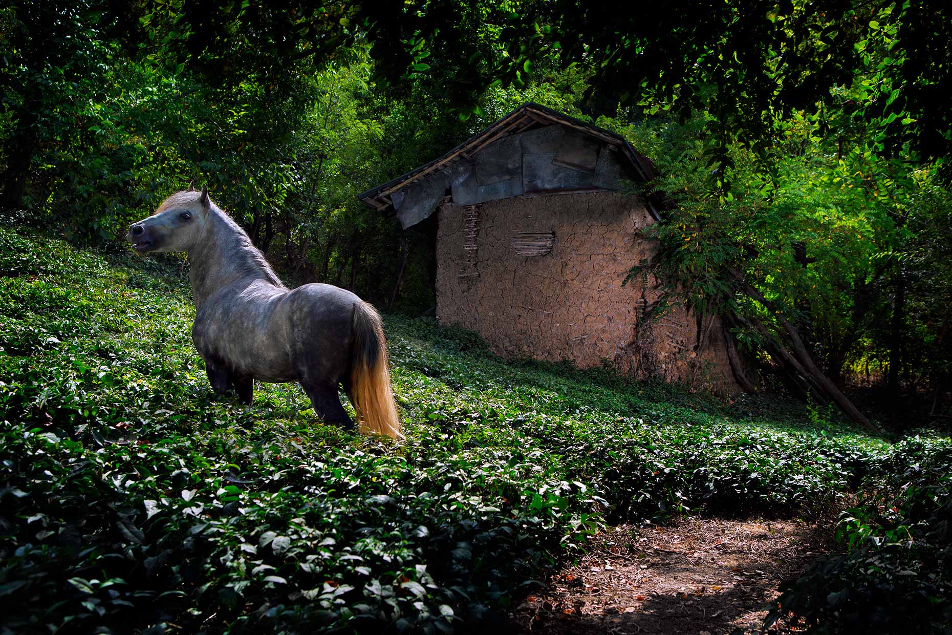 Caspian Stallion in tea plantation