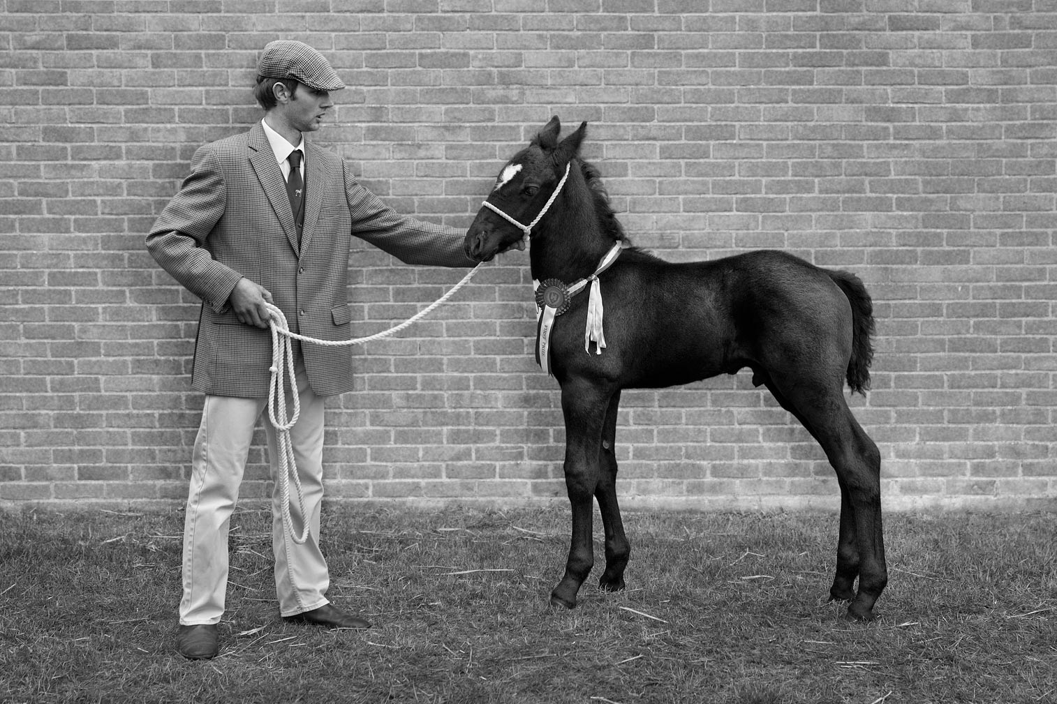 Percheron-Foal-First-Prize-at-Suffolk-copy