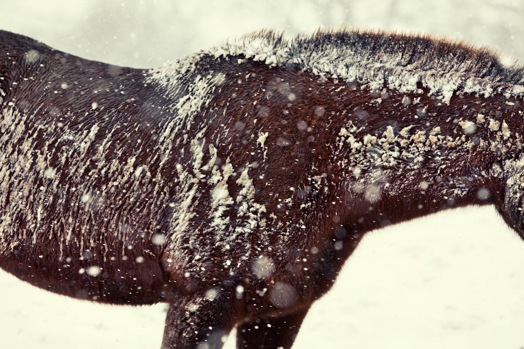 Polo-pony-in-blizzard-B-crop