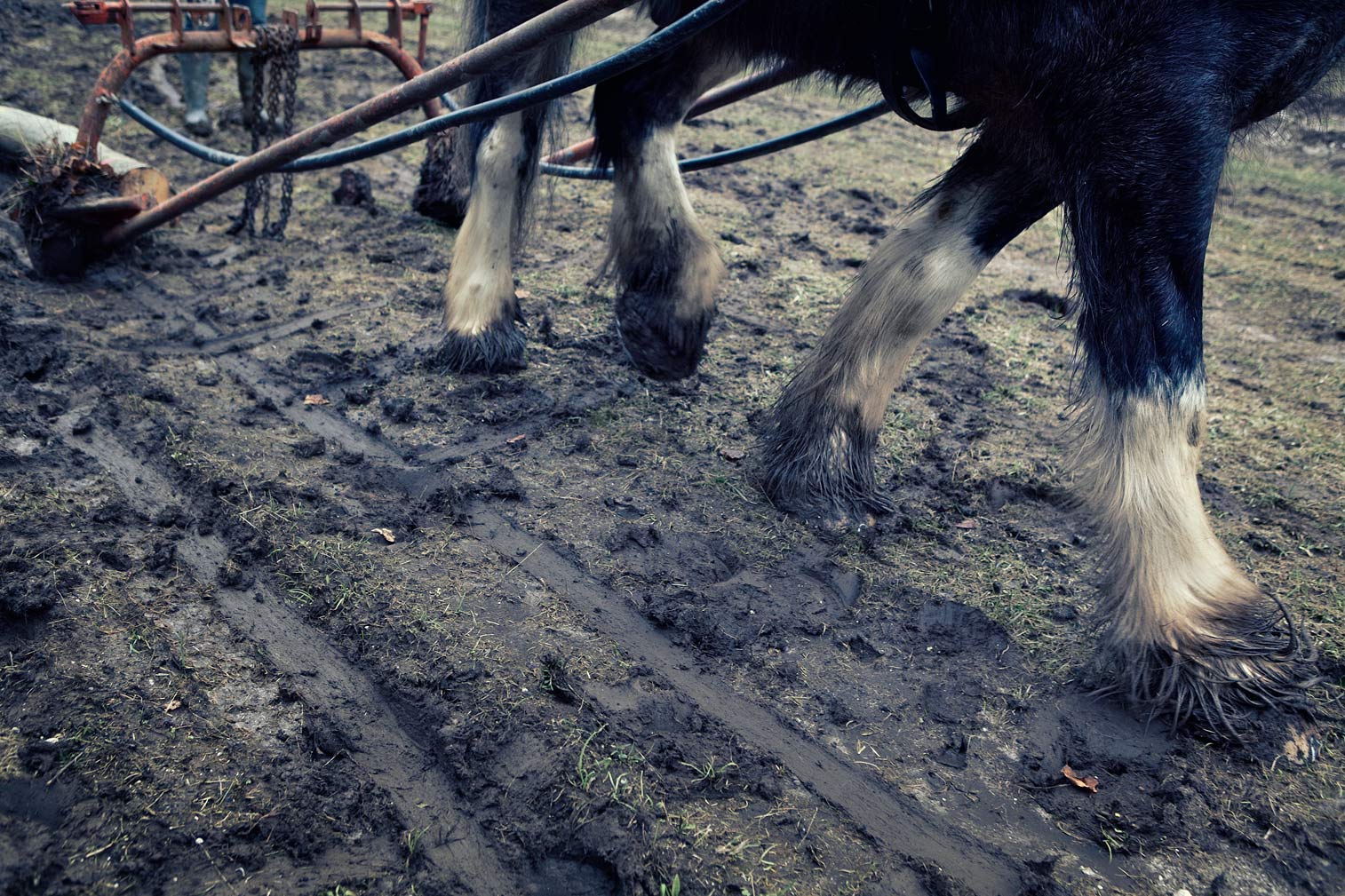 Shire-hauling-log-through-mud