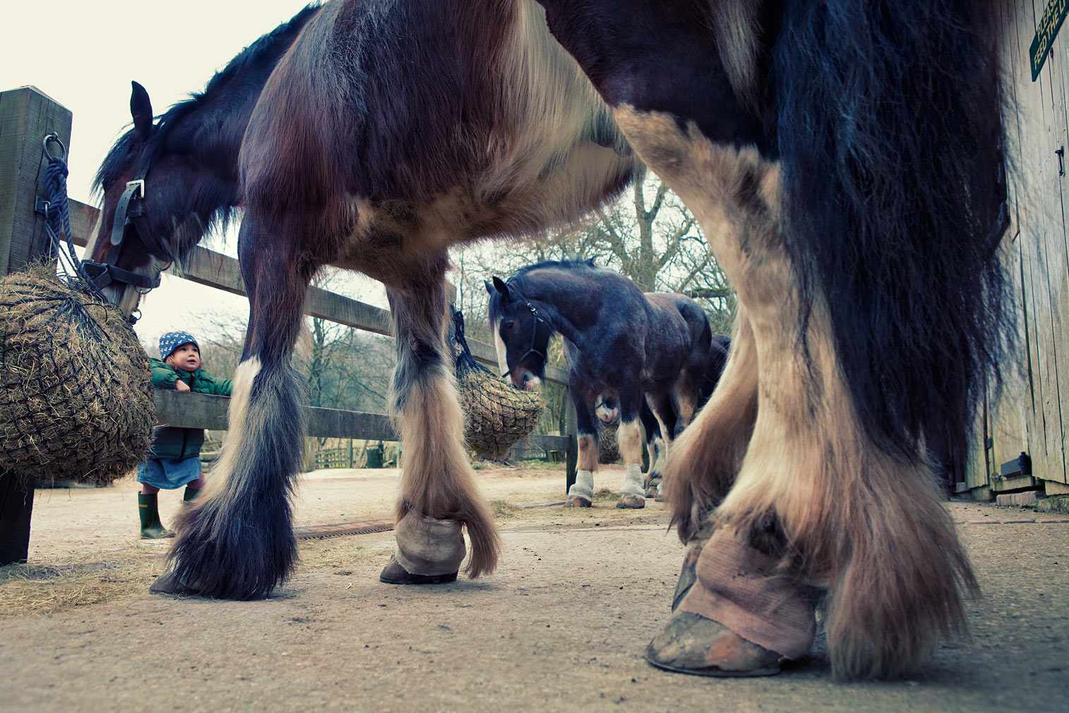 Shires-waiting-to-be-shod