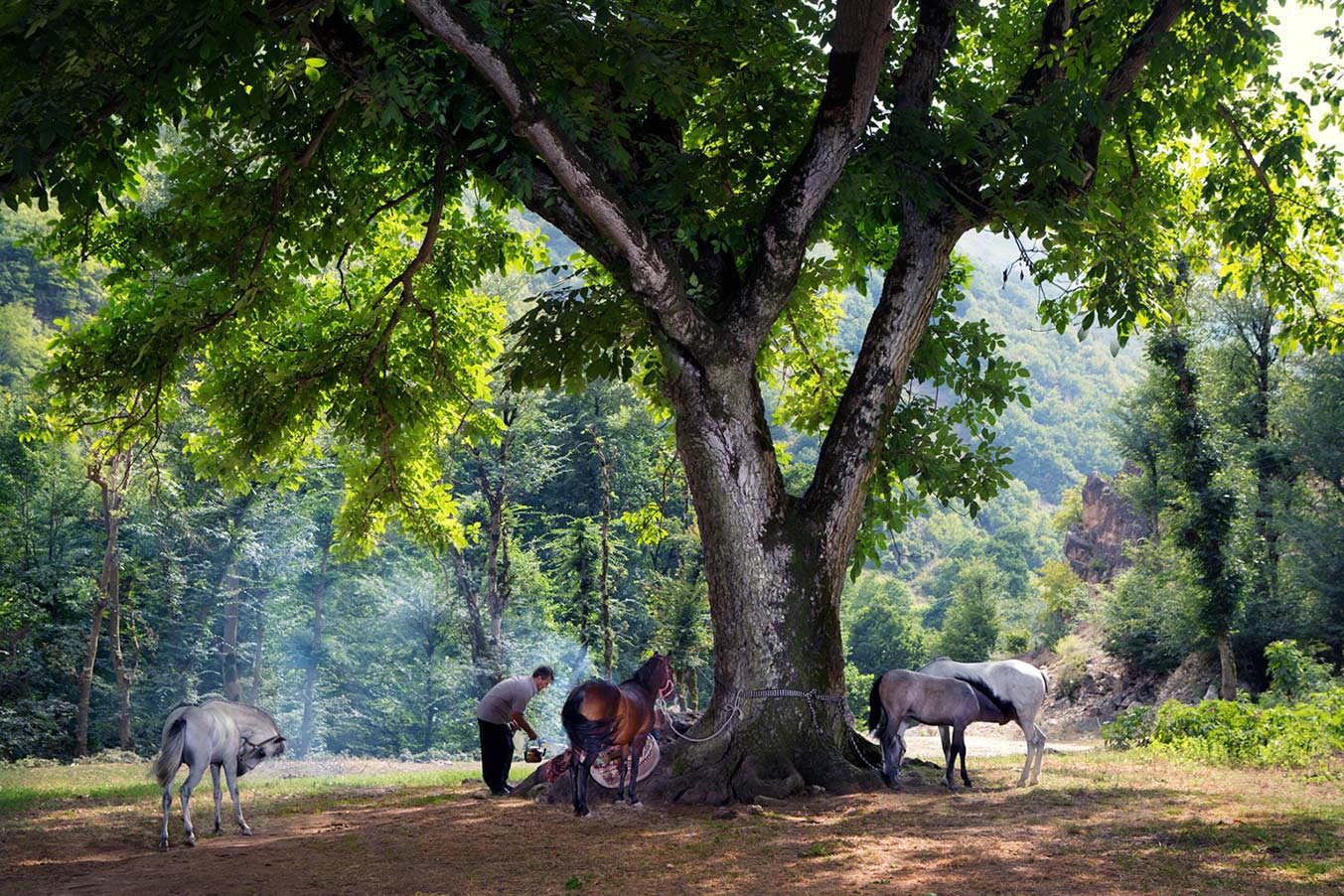 Caspians under the walnut tree
